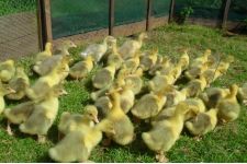 Photo of A & J Poultry Photo of A & J Poultry