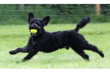 Photo of Dog Walking Meadow Photo of Dog Walking Meadow