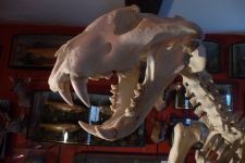 Logo for Heads and Tails Taxidermy Logo for Heads and Tails Taxidermy