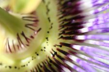 Photo of Lis Jorgensen MCPP, Medical Herbalist at The Challick Wood Apothecary. Photo of Lis Jorgensen MCPP, Medical Herbalist at The Challick Wood Apothecary.