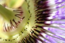 Logo for Lis Jorgensen MCPP, Medical Herbalist at The Challick Wood Apothecary. Logo for Lis Jorgensen MCPP, Medical Herbalist at The Challick Wood Apothecary.